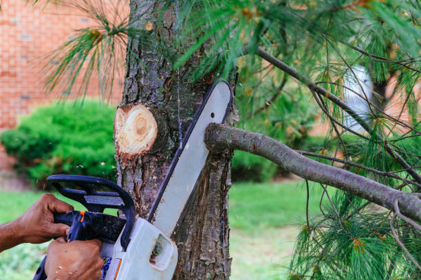 How Our Tree Care Process Works  in Chatmoss, VA